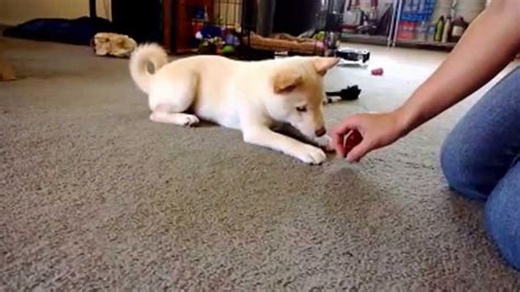 While some puppies pick it up extremely quickly, house training your shiba inu puppy can be quite a long process and some dogs aren't 100% reliable until 6 months of age and older. Kira the Cream Shiba Inu does tricks - 3 months old - YouTube