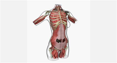 Female torso muscles anatomy, женская фигура анатомия,торс,кости,мышцы,силуэт. Female Torso Muscle Anatomy 3D Model