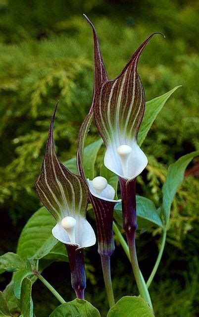 It is a stoutish perennial, 1 to. Arisaema sikokianum (Japanese Jack-in-the-Pulpit) is a ...
