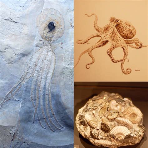 Maybe you would like to learn more about one of these? 95 myr old fossil octopus with retained ink sack. The ...