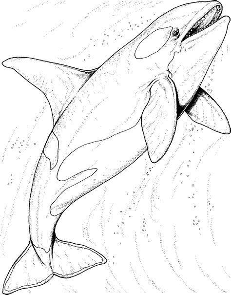 A short animated video about the story of jonah and the whale. Free Whale Coloring Pages