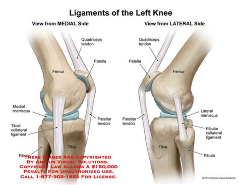 Ligaments are fibrous bands or sheets of connective tissue linking two or more bones, cartilages, or structures together. Left Leg Ligaments - Femur Knee lower leg Anatomy - The ...