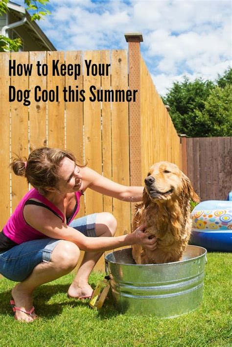 It may seem at first glance that the it seems that prickly cactus would discourage rodents, but the thirsty critters are willing to brave the formidable spines to get to the sweet nectar. How to Keep Your Dogs Cool At Home or Away | Dog care, Dog ...