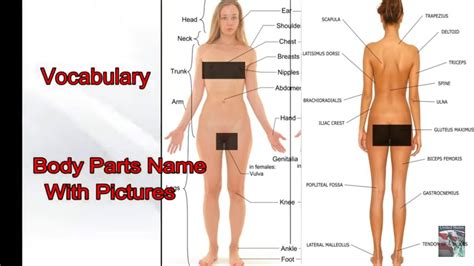Parts of the body | infographic. Vocabulary Parts of Body With Pictures - YouTube