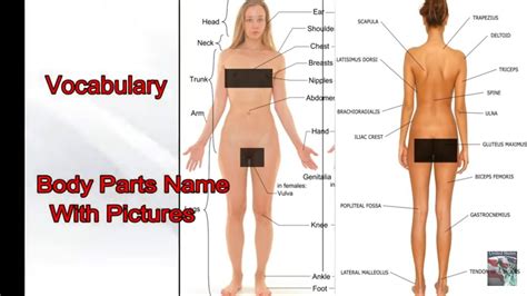 Female figures are typically narrower at the waist than at the bust and hips. Vocabulary Parts of Body With Pictures - YouTube