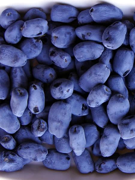 Check spelling or type a new query. Tundra Haskap for Sale - TreeTime.ca