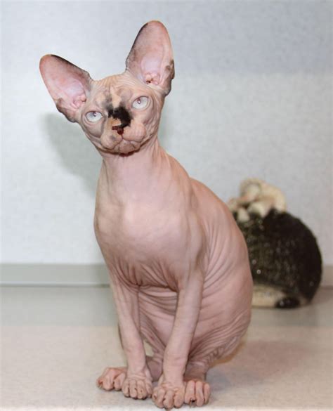 Obwohl der sphynx haarlos ist, sind wöchentliche schwammbäder erforderlich, um talgöle von der haut zu entfernen, da sie keine haare haben, die die öle absorbieren, wie die meisten katzen. Canadien Sphynx Kater und Katze mit blaue Augen ...