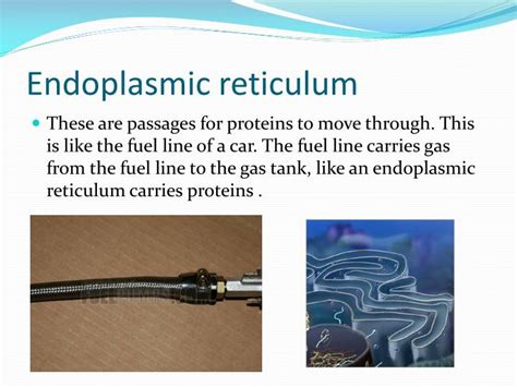 Animal cell is like a car. PPT - A cell is like a car.. PowerPoint Presentation - ID ...