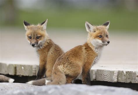 Boardwalk pub (woodbine beach park) toronto, lakeshore& coxwell on m4c 1c6 store hours, reviews, photos, phone number and map with driving directions. Toronto is setting up fencing to protect family of foxes ...