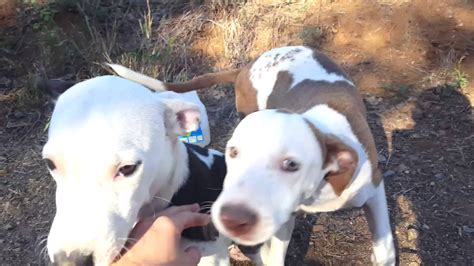 We are doing virtual adoptions and contracts at this time. Pitbull mix puppies for adoption - YouTube