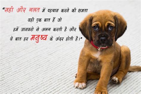 Best lovely quotes in hindi collection for whatsapp and facebook. जानवर पर ही कुछ कोट्स | Animal Quotes Hindi