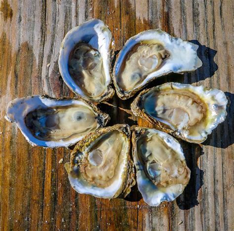 I don't know if every oyster has a pearl or not. Pleasure House Oysters Helps Restore Chesapeake Bay