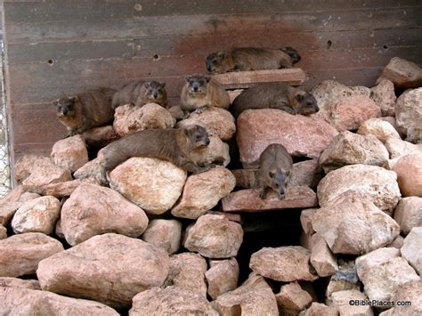 I apologized i _____ (not/phone) her. Picture of the Week: Rock Badgers - BiblePlaces.com