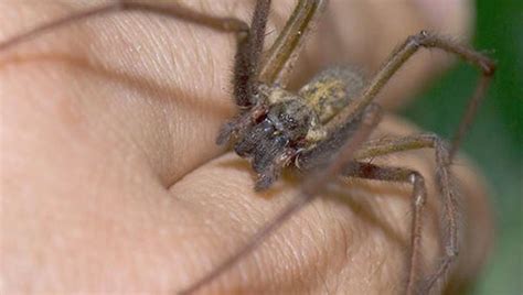 La alimentación de la araña violinista comienza una vez que el insecto ha quedado atrapado en las redes. Araña violinista mata a bebé