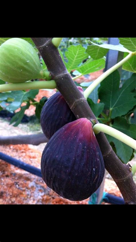 Buah tin sangat populer di dunia, hal ini terbukti dengan begitu cepat tanaman ini menyebar, terlebih bagi umat muslim yang menganggapnya istimewa, karena nama buah tin tertulis dengan sangat. Jual buah tin jenis blue giant di lapak Roney Ambeh ...