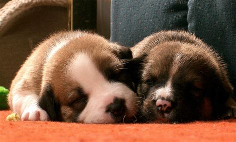 The best pet insurance ever by nationwide®. What Is the Best Pet Insurance for Dogs? - PetHelpful - By ...