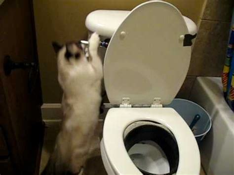 A toilet trained cat & toilet flushing cat! Video #5 How to Toilet Train Your Cat, Starring CoCoBean ...