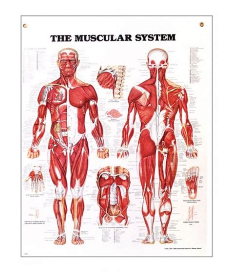 (spanish version) the human spine anatomy chart is another excellent example of a melding of beauty and education in the anatomical arena. Image result for the muscular system | Human anatomy ...