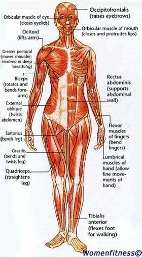 Diagram of a transverse section through the anterior abdomina wall. Women Strength Training Exercise: Muscle Map | Strength ...