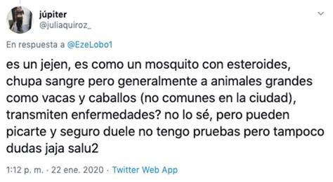 .giant mosquito has a creature grabbed; Mosquito Gigante Es Encontrado En Argentina Y Nadie Sabe ...