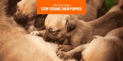 How Long Do Dogs Eat Puppy Food? — Age, Transition & Methods