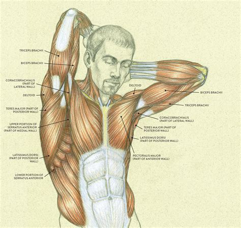 The back comprises the dorsal part of the neck and the torso (dorsal body cavity) from the occipital bone to the top of the tailbone. Superficial muscle layer