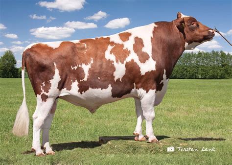 One woman stripper showgirl in silhouette studio isolated on gray background. Bull Semen Milking