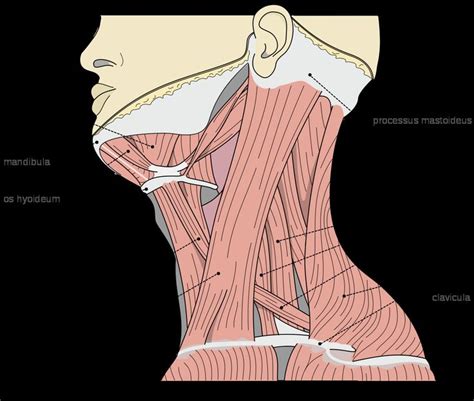 It not only supports the brain in its quest against gravity, but supplies the passageways from the brain to the entirety of the body. Human Neck Muscles Diagram . Human Neck Muscles Diagram Spasmodic Torticollis Wikipedia (With ...