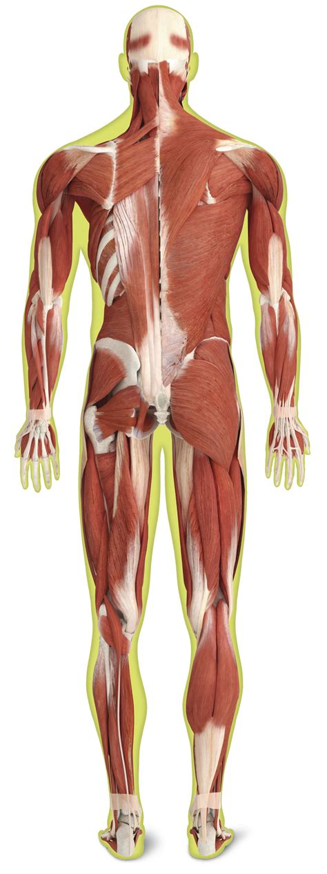 The upper body comprises seven general muscle regions in the shoulders, chest and back. Muscle Facts | Human Back Muscles | DK Find Out