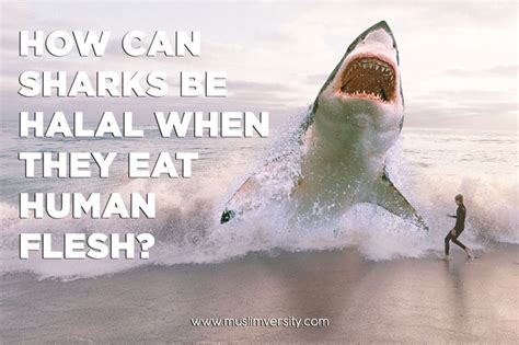 Is a shark halal to consume? Is Seafood Halal? (Crab, Lobster, Shark, Octopus, Oyster ...