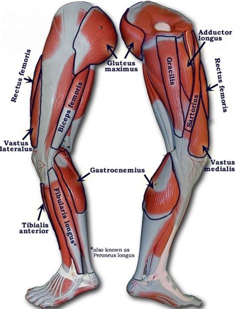 Leg pain is generally caused by overuse, wear and tear or as a result of minor injuries, states healthline. Human Leg Muscles Diagram - koibana.info | Leg muscles ...