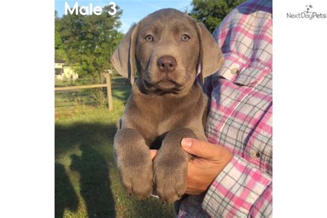 Find the perfect puppy for sale in orlando, florida at next day pets. Labrador Retriever puppy for sale near Orlando, Florida. | e49a666e-6581