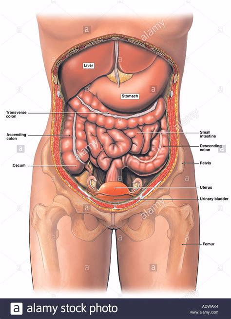 Women may experience pain in the lower left abdomen due to an ectopic pregnancy and endometriosis, which is. Women Lower Human Anatomy Stream Images Photos With Women ...