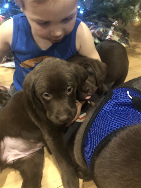 This is a registered breeder that can provide labrador puppies for sale at all times of the year, and at just 15 minutes away across the border, they are a great option for people in michigan. Labrador Retriever Puppies For Sale | Petoskey, MI #318781