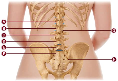 The outer surface of a bone is called the periosteum. Human Back Bones Diagram : Muscles Of The Back ...