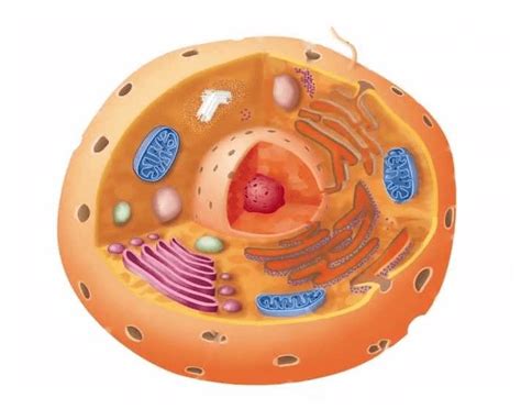 Ks3 biology notes & quizzes. Animal Cell Major Parts