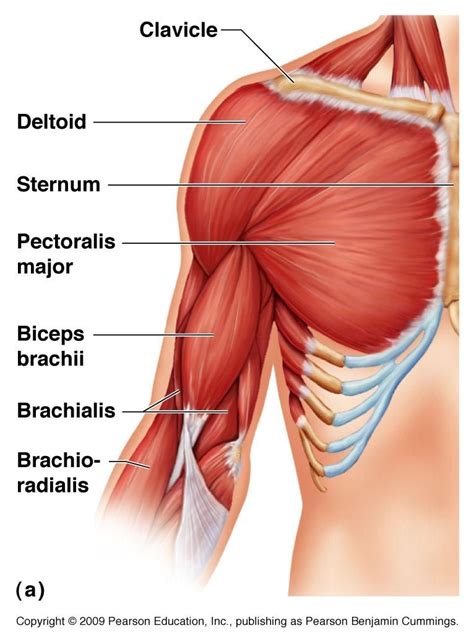 This is a table of skeletal muscles of the human anatomy. Chest Muscles Anatomy Anatomy Of Muscular Model Of Chest ...