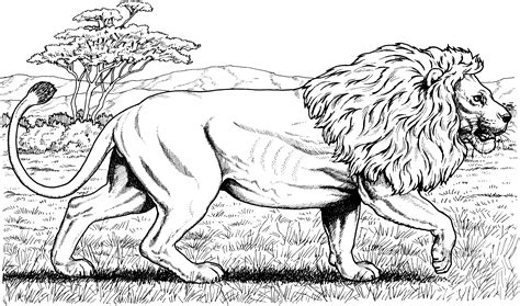 Cats are the most popular pets in the world after the fishes but before the dogs. Big Cat Coloring Pages