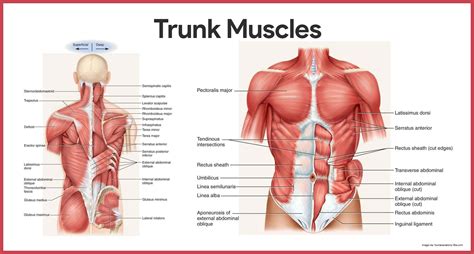 The torso or trunk is an anatomical term for the central part, or core, of many animal bodies (including humans) from which extend the neck and limbs. Muscular System Anatomy and Physiology | Muscular system ...