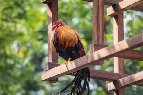 Sistem filter kolam koi sangat dibutuhkan bagi pemelihara ikan koi. Perpustakaan di Vietnam Ini Pakai Sistem Akuaponik, Ada Ikan Koi Sampai Ayam! - Semua Halaman - iDEA