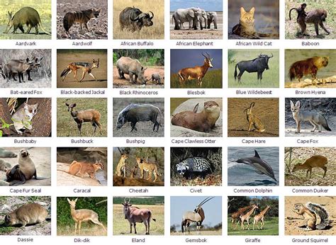 Lists of everything you ever wanted to know about the animal kingdom. Kenyan Wildlife - Kenya Safari Travel Blog