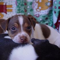 A small kennel of terrier brasileiro based outside stockholm in sweden. Brasilianischer Terrier - Webseite Kft Terrier München