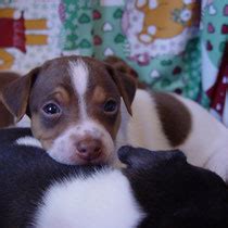 Nachkomme aller möglichen importierten kleinen schiffshunde wie fox terrier und einheimischer hafenhunde, die sich. Brasilianischer Terrier - Webseite Kft Terrier München