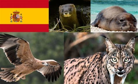 Los animales (con fotos para presentar las palabras). 10 animales en peligro de extinción en España