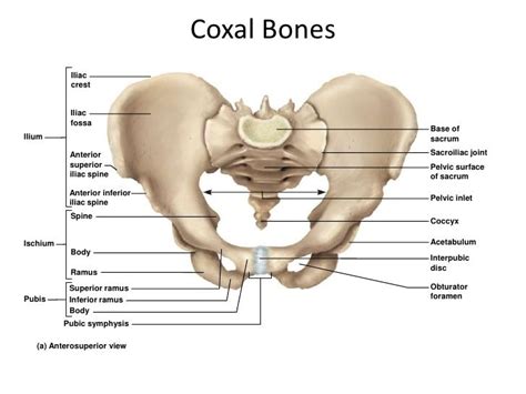 Abdominal and pelvic anatomy encompasses the anatomy of all structures of the abdominal and pelvic cavities. anterior superior iliac spine - Google Search | Pelvis ...