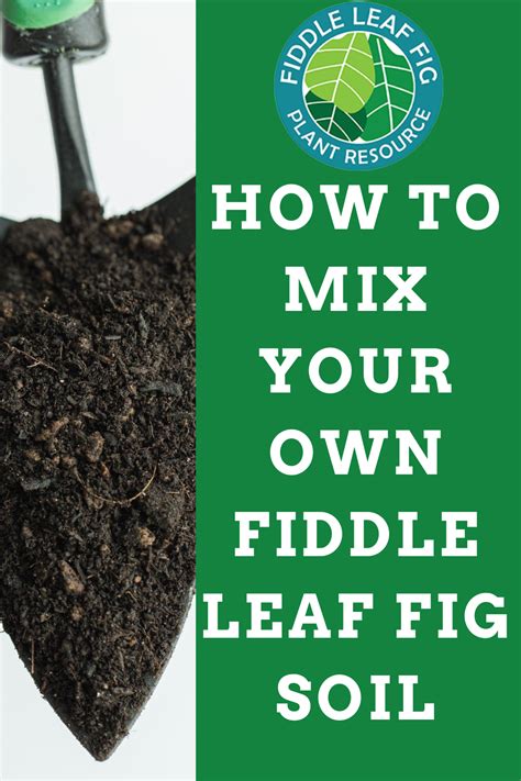 2 easy ways in water or soil! How to Mix Your Own Fiddle Leaf Fig Soil in 2020 | Fiddle ...