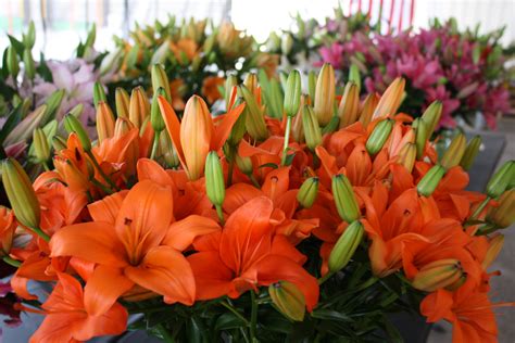 We are one of the largest traders and cooperate with all flower auctions. Holland America Flowers, Dutch roots in American soil ...