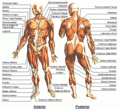 Pectoral muscles lie in the chest and exert force through the shoulder to move the upper arm. Upper Torso Muscle Anatomy : Male Upper Body Muscular ...