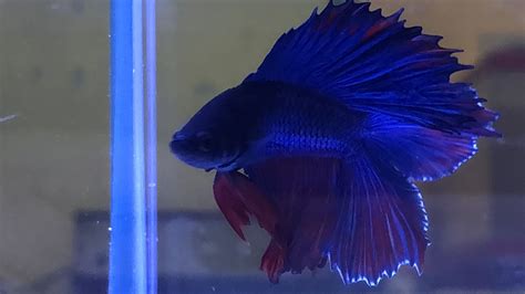Check spelling or type a new query. My double tail betta | Betta fish, Betta, Fish pet