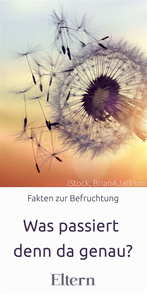 Wann passiert sie und wie lange dauert sie. Befruchtung: Ein neues Leben entsteht | Kinderwunsch ...